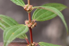 Pouzolzia bennettiana